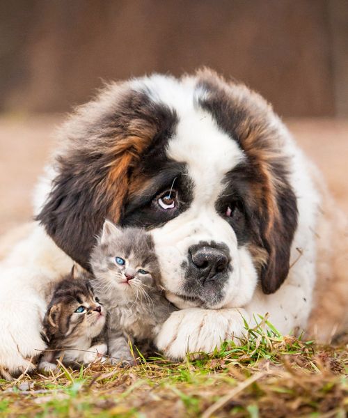A Dog and Kittens Lying on Grass