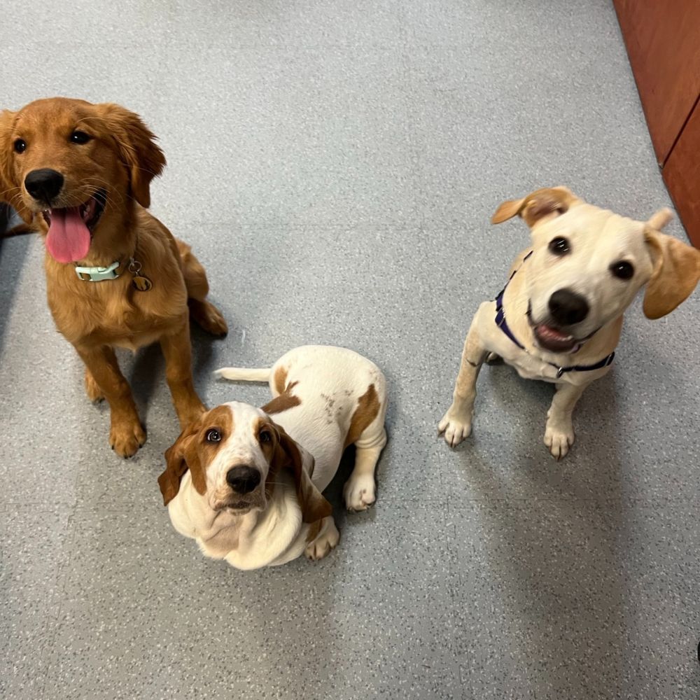 Dogs on Floor Dogs on Floor
