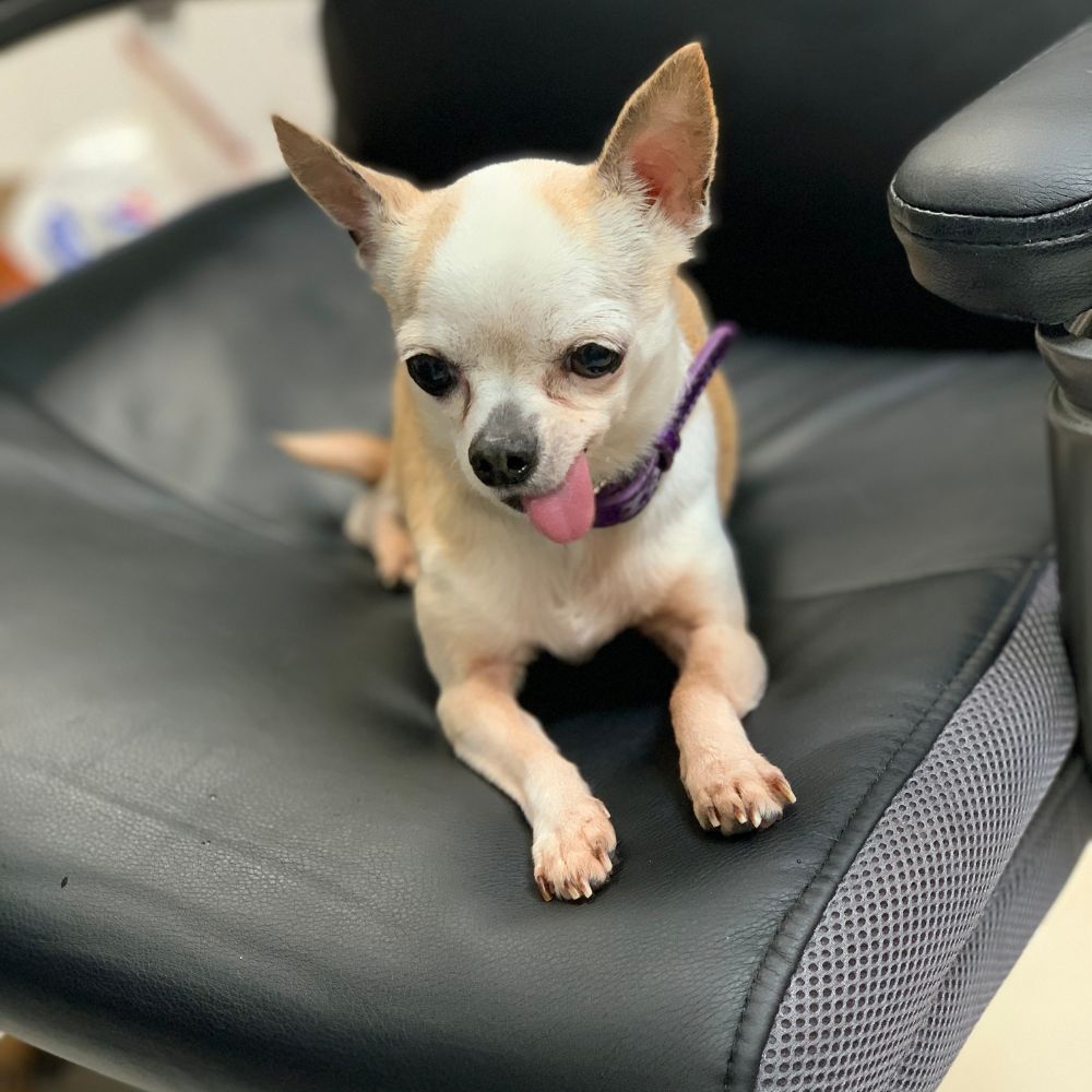Dog Sitting on Chair Dog Sitting on Chair